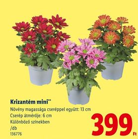 Krizantém mini** – Lidl